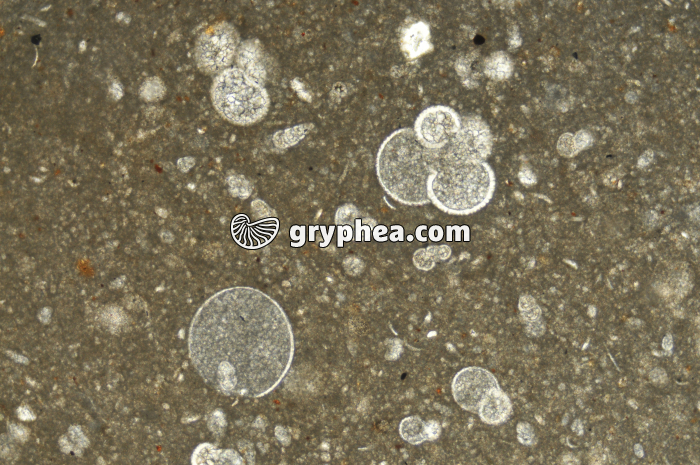 Calcaire à Globigérinidés (Danien) LPNA x12,5 - gryphea.com